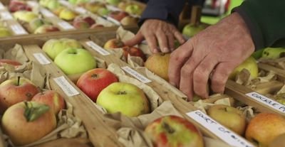 Melton Apple Day 2025